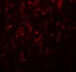 LXR-A Antibody